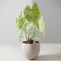 The Quake Planter-Made with Plant-Based Materials